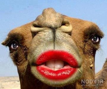عکس خنده دار حیوانات با متن