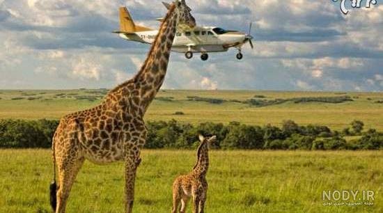  عکس خنده دار حیوانات با متن