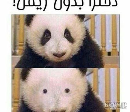  عکس خنده دار حیوانات با متن