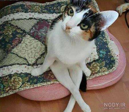  عکس خنده دار حیوانات با متن