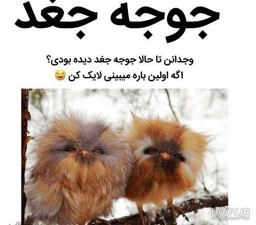  عکس خنده دار حیوانات با متن