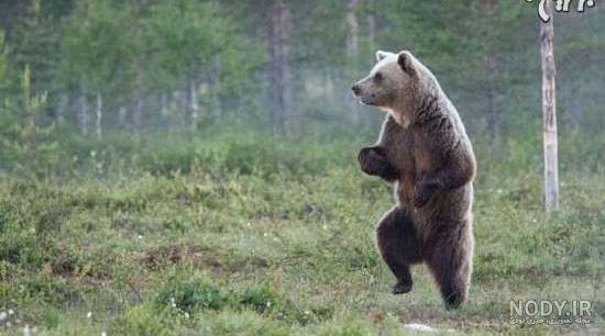  عکس خنده دار حیوانات با متن