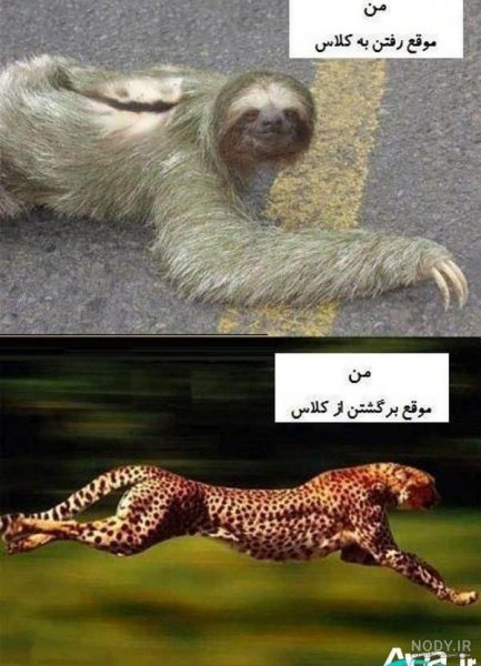  عکس خنده دار حیوانات با متن