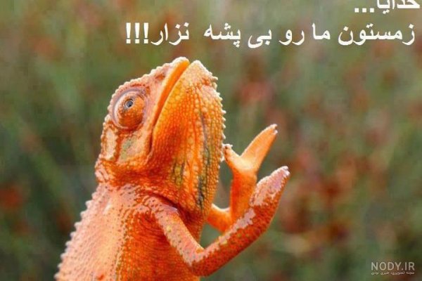  عکس خنده دار حیوانات با متن