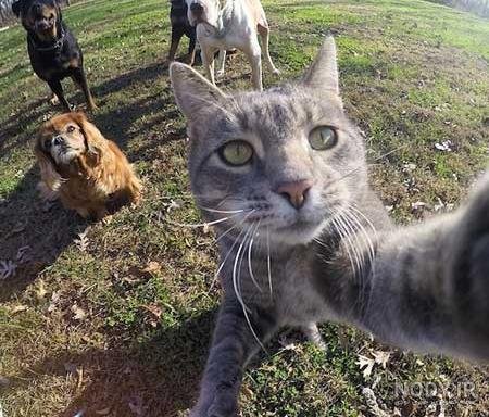  عکس خنده دار حیوانات با متن