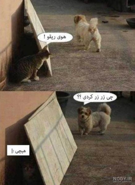 عکس خنده دار حیوانات با متن