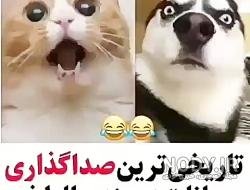  عکس خنده دار حیوانات با متن