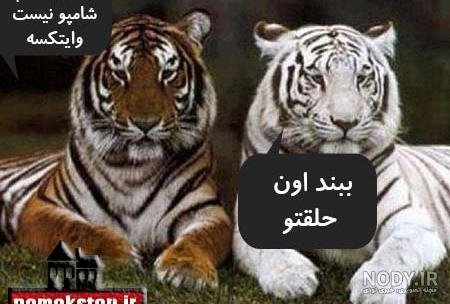  عکس خنده دار حیوانات با متن