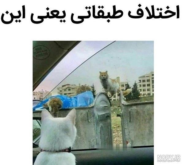  عکس خنده دار حیوانات با متن