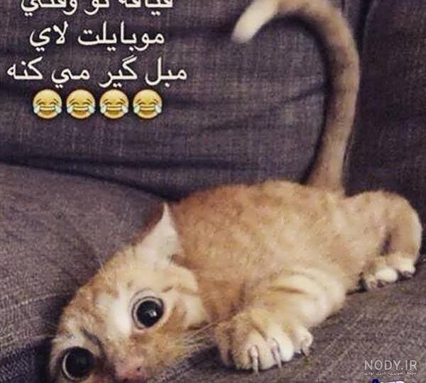  عکس خنده دار حیوانات با متن