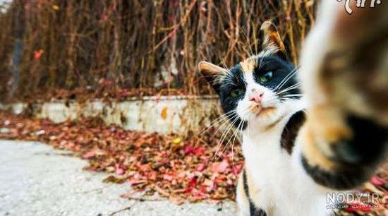  عکس خنده دار حیوانات با متن