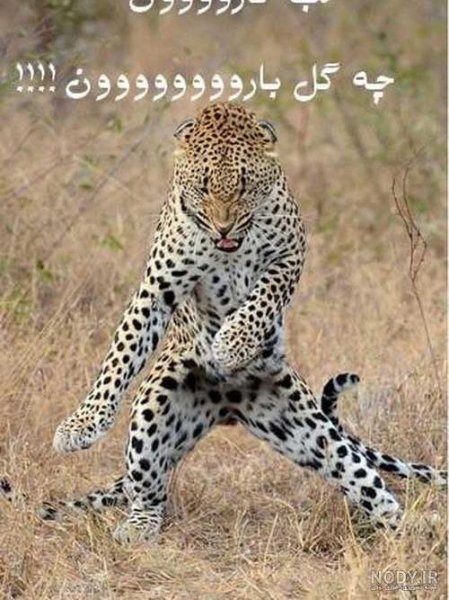  عکس خنده دار حیوانات با متن
