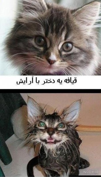  عکس خنده دار حیوانات گربه