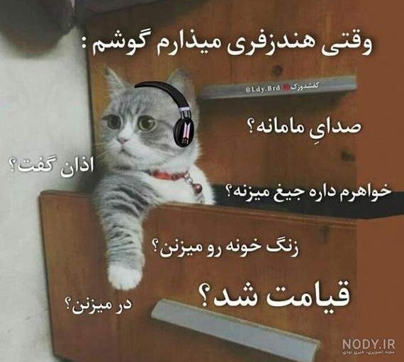  عکس خنده دار حیوانات گربه