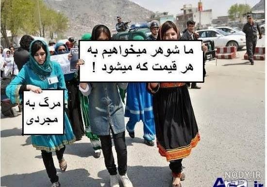  عکس خنده دار حیوانات گربه