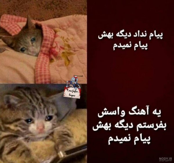  عکس خنده دار حیوانات گربه