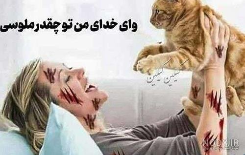  عکس خنده دار حیوانات گربه