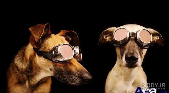  عکس خنده دار حیوانات گربه