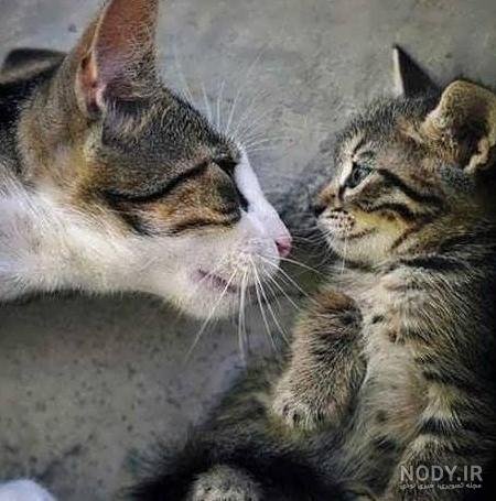  عکس خنده دار حیوانات گربه