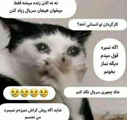  عکس خنده دار حیوانات گربه