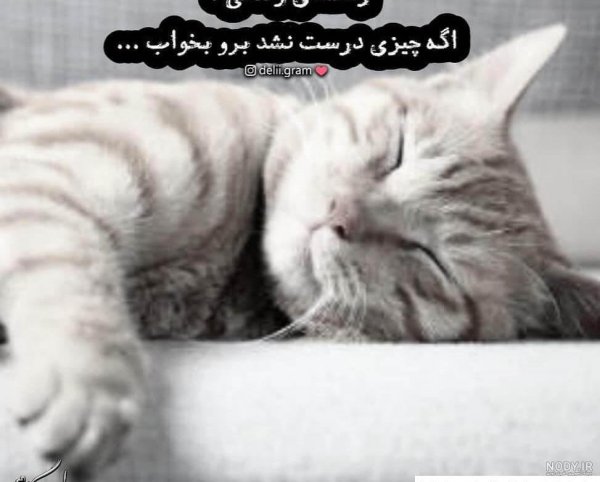  عکس خنده دار حیوانات گربه