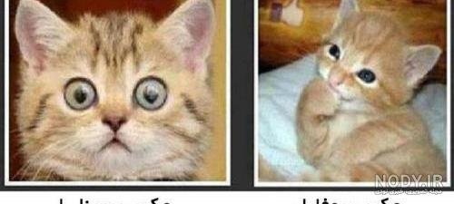  عکس خنده دار حیوانات گربه
