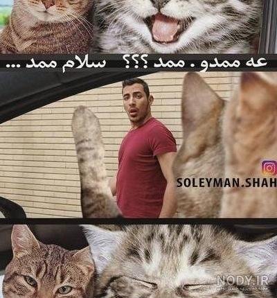  عکس خنده دار حیوانات گربه