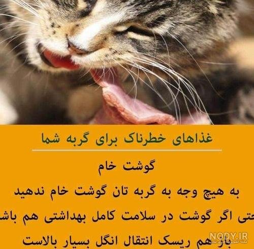  عکس خنده دار حیوانات گربه