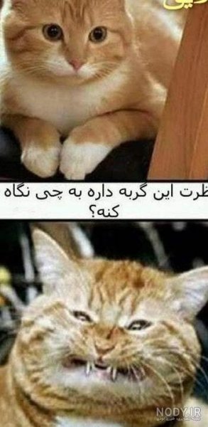  عکس خنده دار حیوانات گربه
