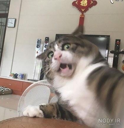  عکس خنده دار حیوانات گربه