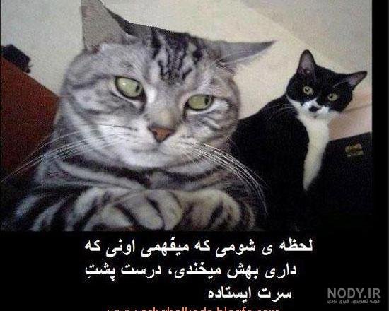  عکس خنده دار حیوانات گربه