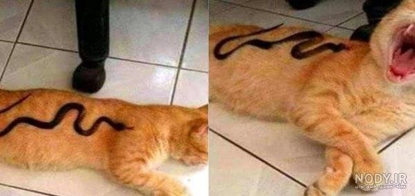  عکس خنده دار حیوانات گربه