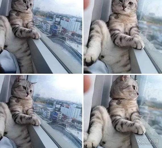  عکس خنده دار حیوانات گربه