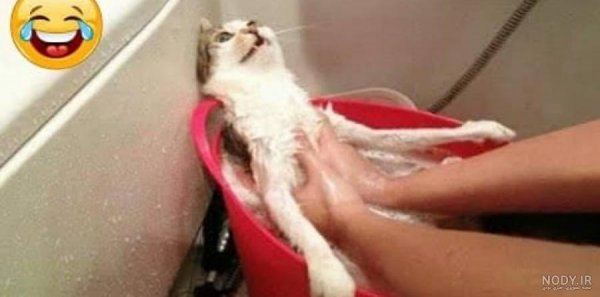  عکس خنده دار حیوانات گربه