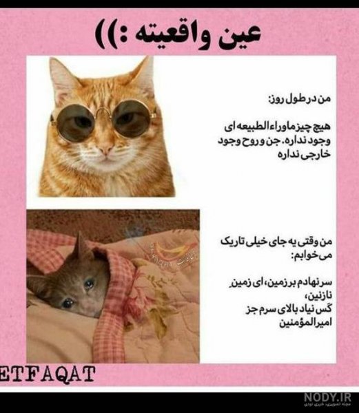  عکس خنده دار حیوانات گربه