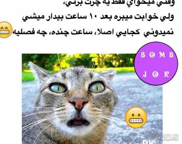  عکس خنده دار حیوانات گربه