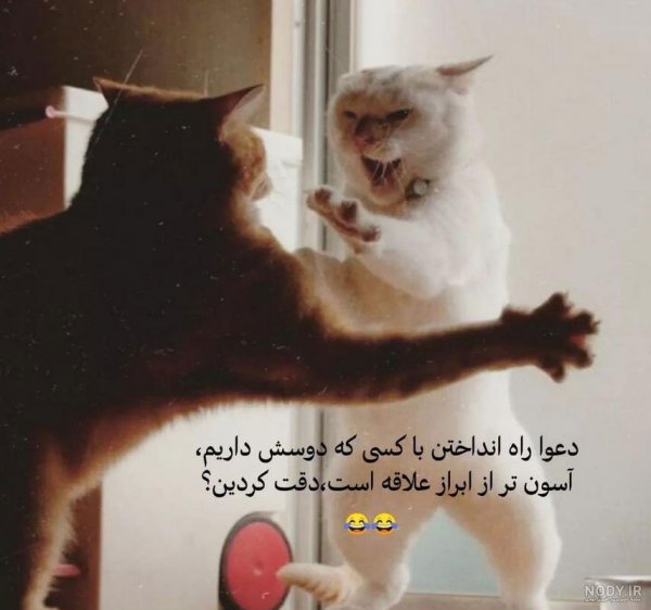  عکس خنده دار حیوانات گربه
