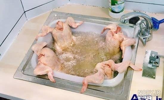  عکس خنده دار حیوانات گربه