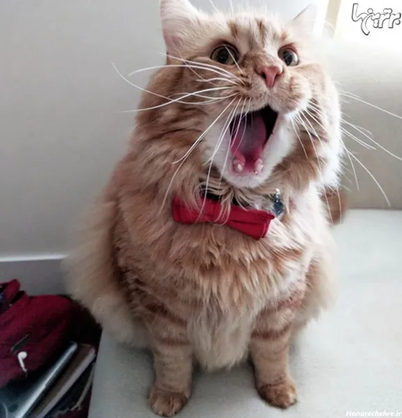  خنده دار ترین حیوانات جهان