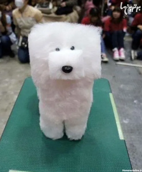  خنده دار ترین حیوانات جهان