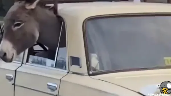  خنده دار ترین حیوانات جهان