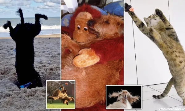  خنده دار ترین حیوانات جهان