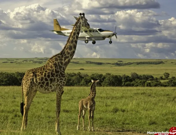  خنده دار ترین حیوانات جهان