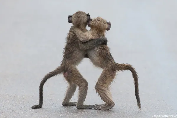  عکس خنده دار ترین حیوان جهان