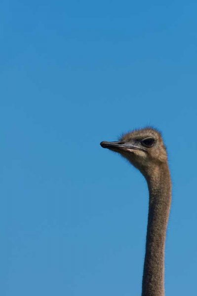  عکس حیوانات و پرندگان