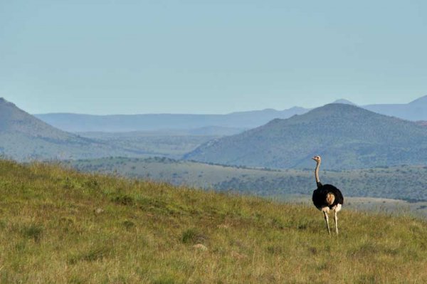  عکس حیوانات و پرندگان