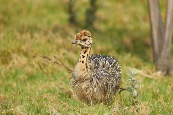  عکس حیوانات و پرندگان