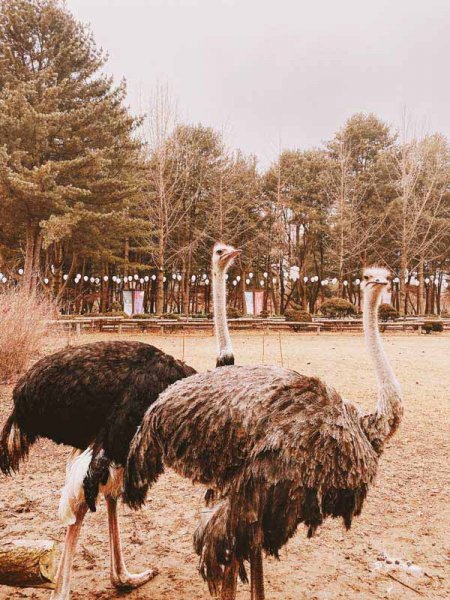  عکس حیوانات و پرندگان