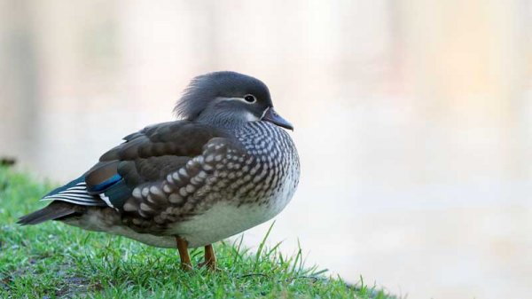  عکس حیوانات و پرندگان