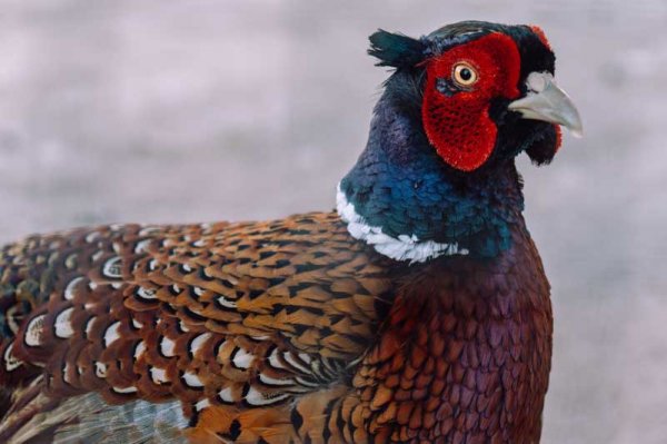  عکس حیوانات و پرندگان